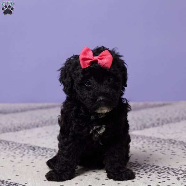 Petunia, Miniature Poodle Puppy